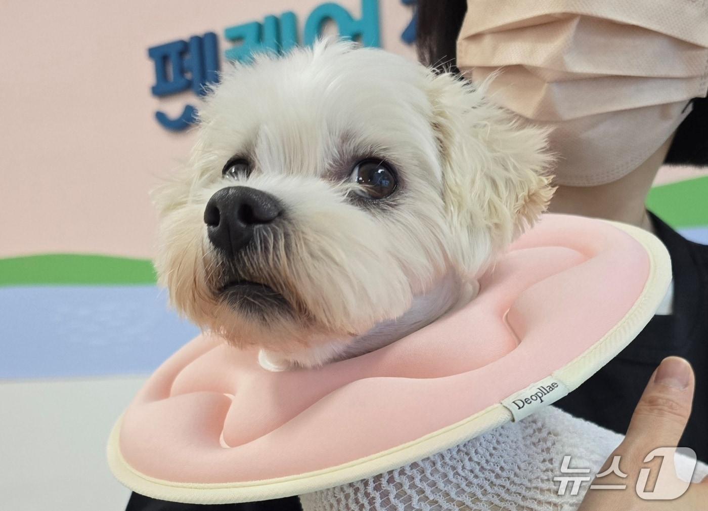 본문 이미지 - 심장 수술을 받고 1주일 후 반려견의 건강한 모습(박순석동물메디컬센터 제공) ⓒ 뉴스1