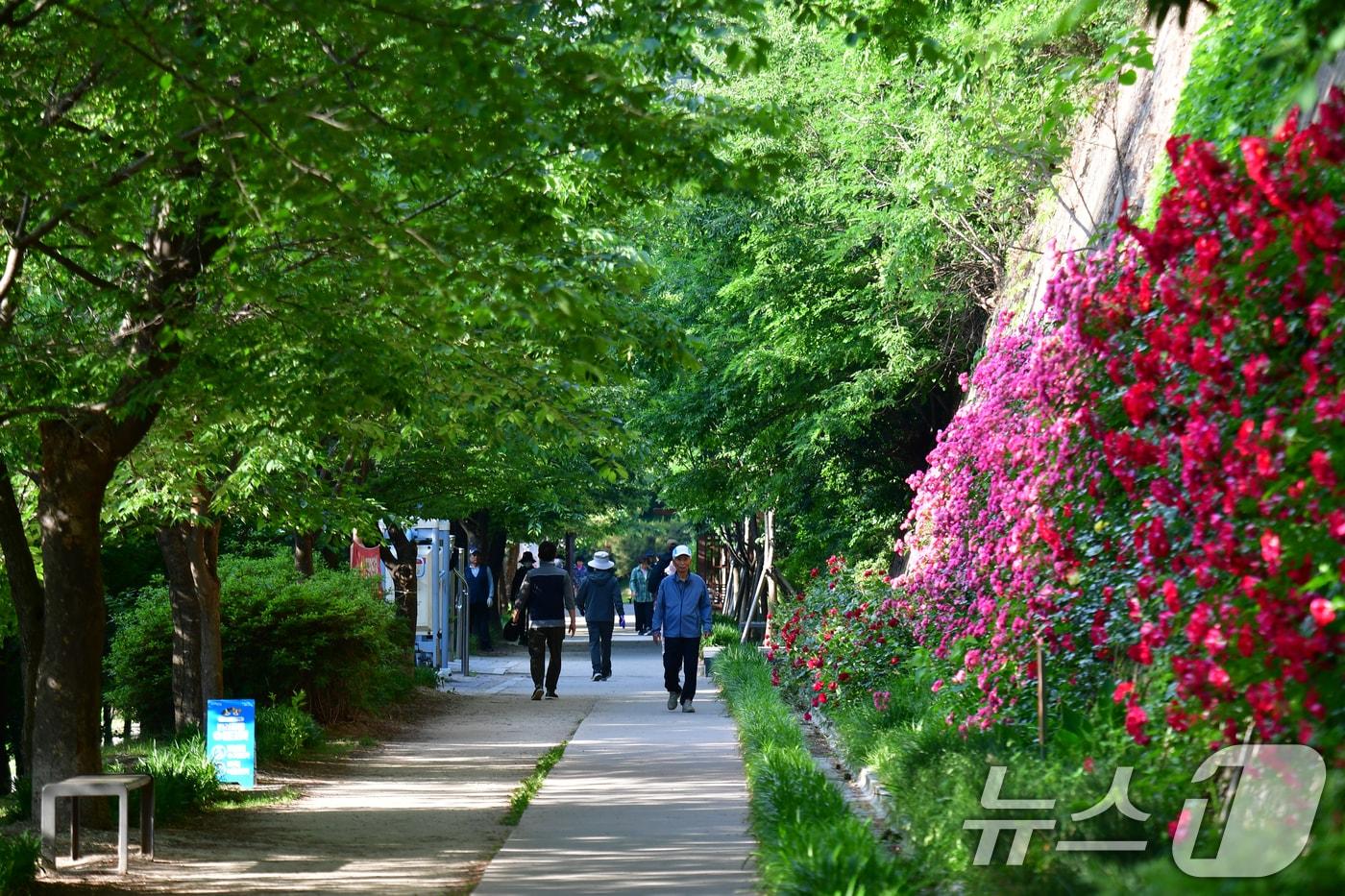 본문 이미지 - 19일 오전 경북 포항시 북구 덕수공원 철길 숲 길에서 시민들이 산책하고 있다. 2026.5.19 ⓒ 뉴스1 최창호 기자