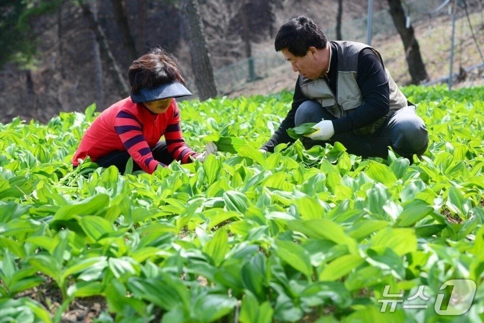 본문 이미지 - 산마늘을 생산하고 있는 임업인(산림청 제공.재판매 및 DB금지)/뉴스1