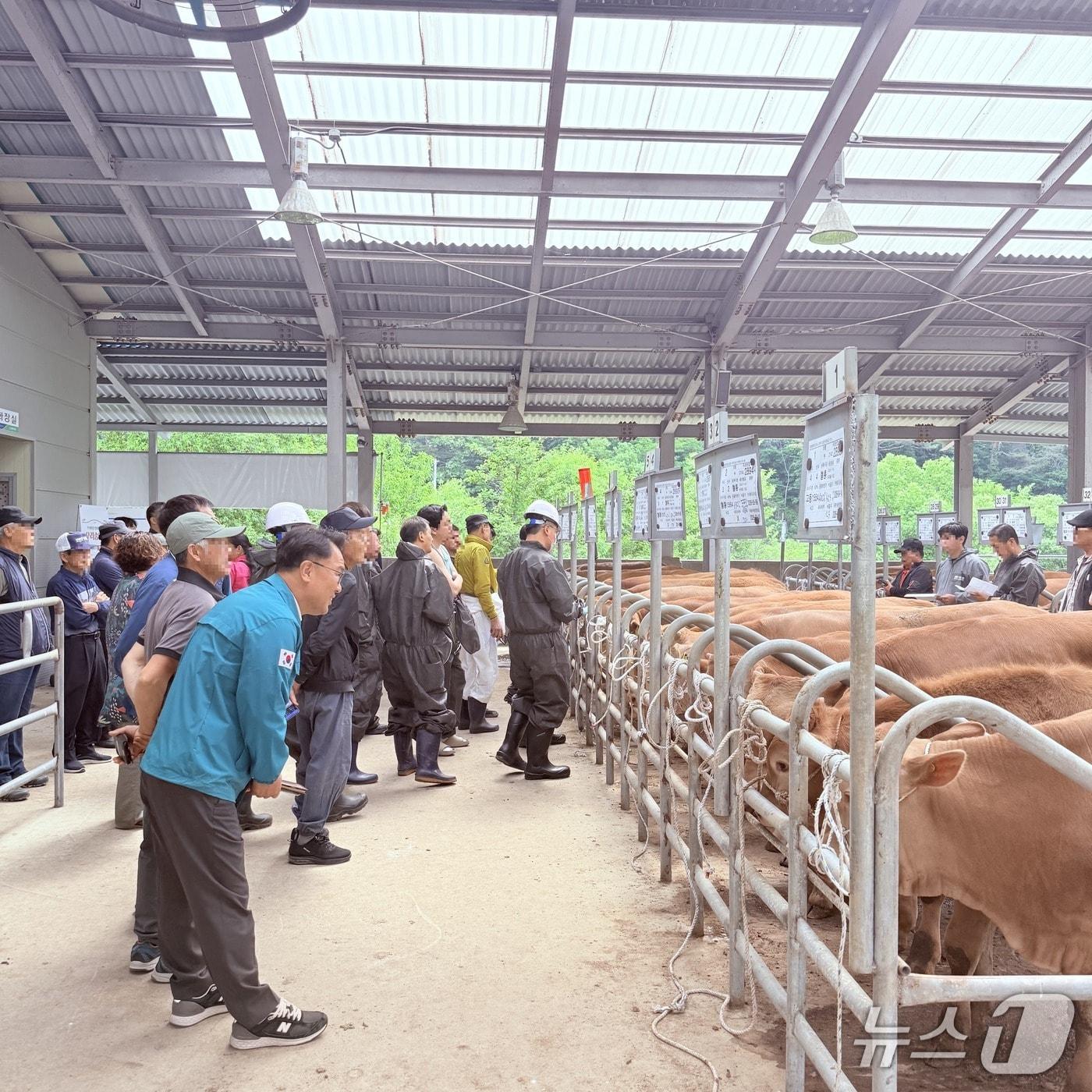 본문 이미지 - 강릉시 가축경매시장 현장 점검.(강릉시 제공, 재판매 및 DB 금지) 2026.5.19/뉴스1