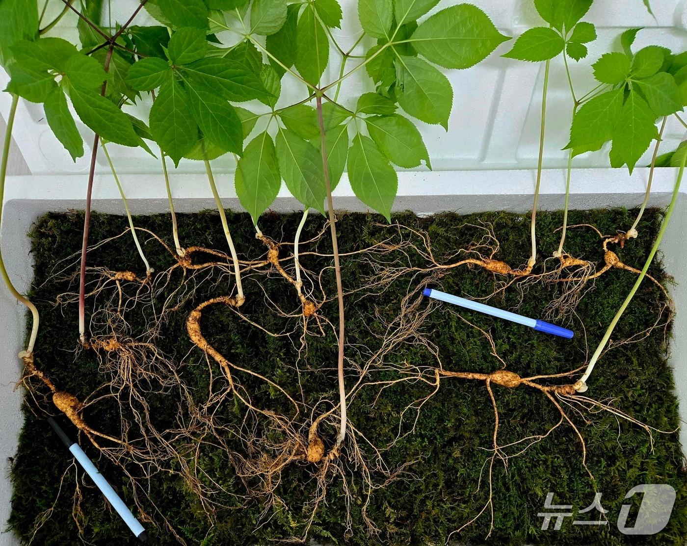 본문 이미지 - 발견된 산삼(한국전통심마니협회 제공. 재판매 및 DB금지).