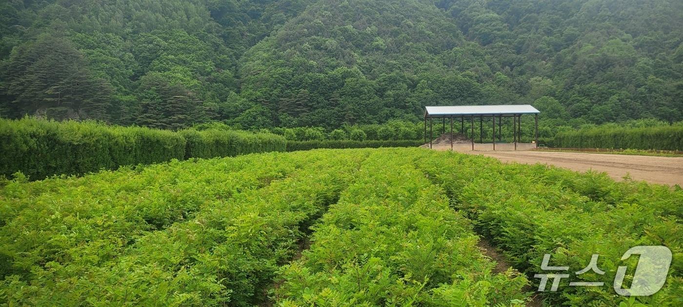 본문 이미지 - 동부지방산림청 정선 양묘사업소 아까시나무 양묘 전경.(동부산림청 제공, 재판매 및 DB 금지) 2026.5.19/뉴스1