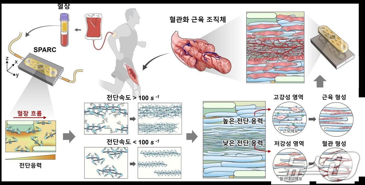 본문 이미지 - 혈장 기반 전단 유도 자가조립으로 구현한 혈관화 근육 구조체 (SPARC) 제작 원리. (울산과학기술원 강주헌 교수 제공. 재판매 및 DB금지) 2026.5.20/뉴스1
