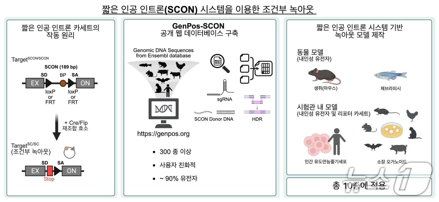 본문 이미지 - SCON 시스템을 이용한 조건부 녹아웃(IBS 제공) /뉴스1