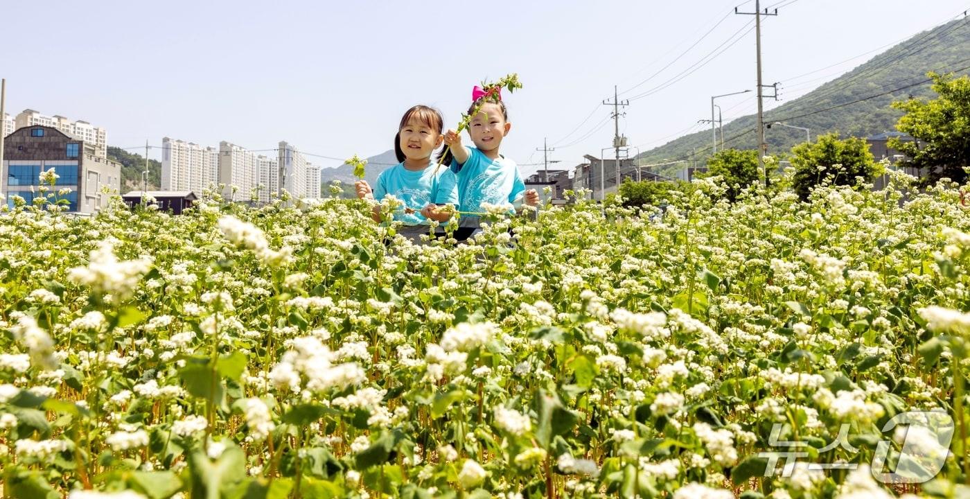 본문 이미지 - 칠곡군 하늘아래 어린이집 원생 강다윤(왼쪽)·김유하 양이 칠곡군 석적읍 남율지구 메밀밭에서 자연 체험을 하고 있다.(칠곡군 제공. 재판매 및 DB금지)/뉴스1