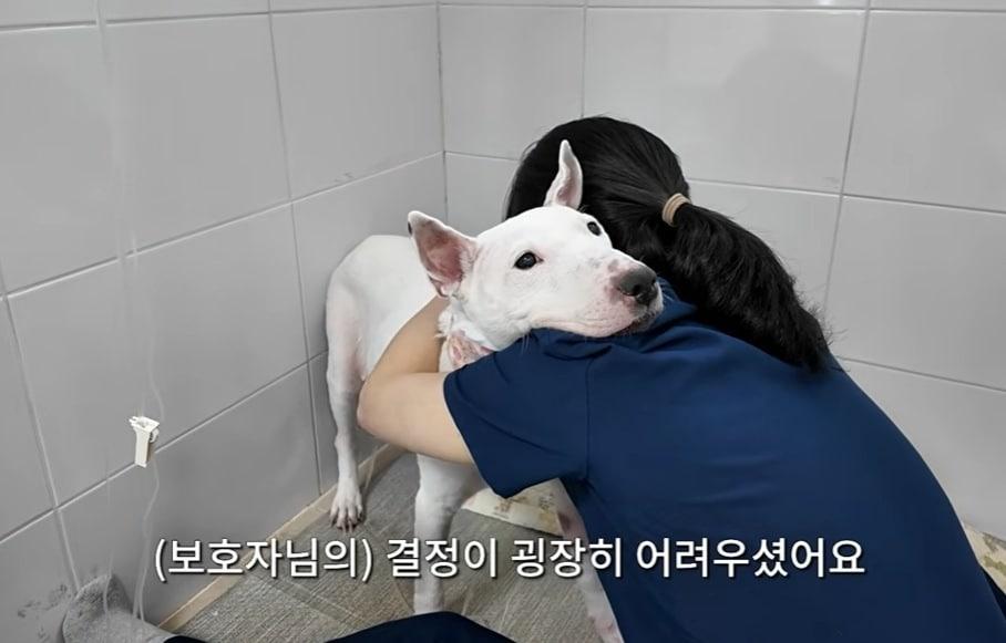 본문 이미지 - 박소영 고려동물메디컬센터 원장이 경남 창원에서 온 불테리어 꾸꾸를 안아주고 있다(유튜브 갈무리). ⓒ 뉴스1