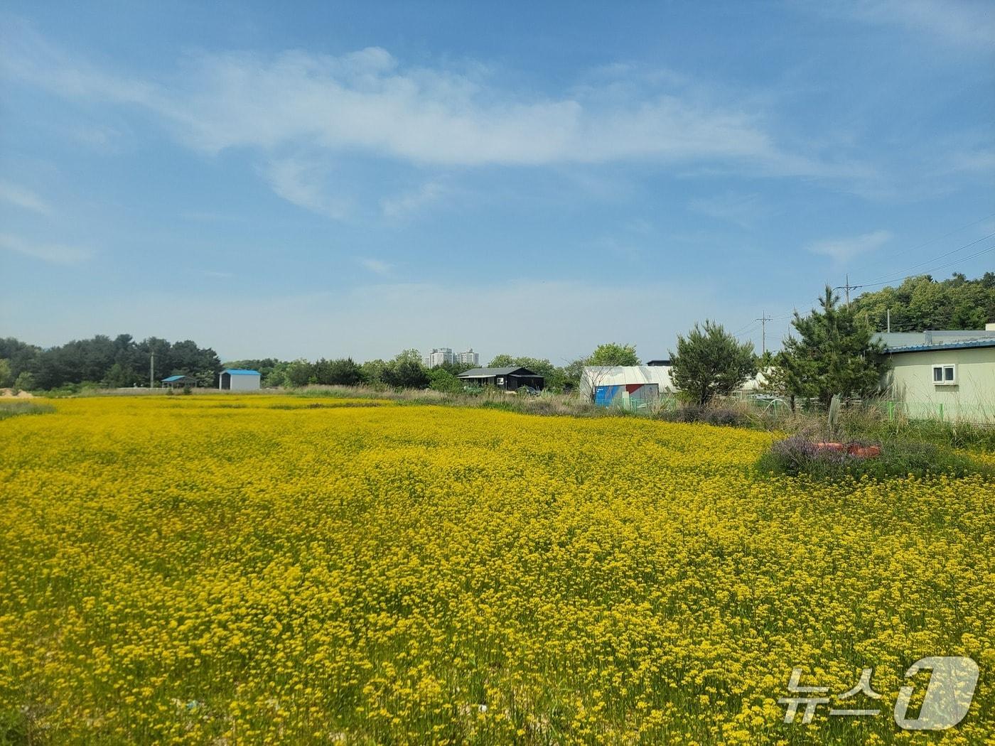 본문 이미지 - 강릉시 주문진읍 유채꽃밭.(강릉시 제공, 재판매 및 DB 금지) 2026.5.21/뉴스1