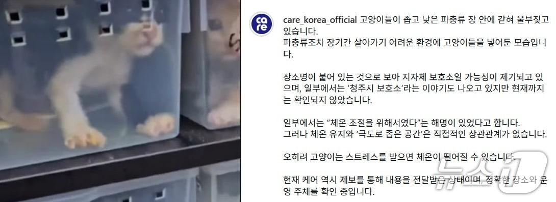 본문 이미지 - 파충류 사육장에 임시 보호 중인 새끼고양이.(케어 코리아 인스타그램 캡처.재판매 및 DB금지)/뉴스1