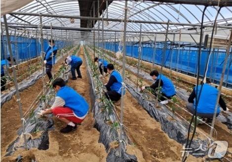 본문 이미지 - 법무부 광주보호관찰소가 갑작스러운 사고로 부상을 입은 농가를 돕기 위해 사회봉사를 하고 있는 모습.(사진=광주보호관찰소 제공. 재판매 및 DB 금지)