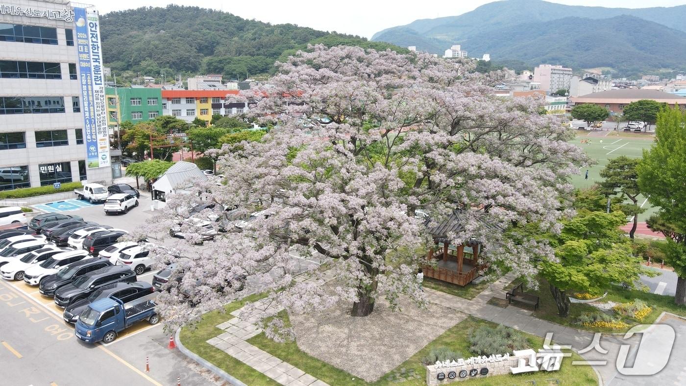 본문 이미지 - 고창 교촌리 멀구슬나무(천연기념물 503호)가 만개했다.(고창군 제공. 재판매 및 DB금지)