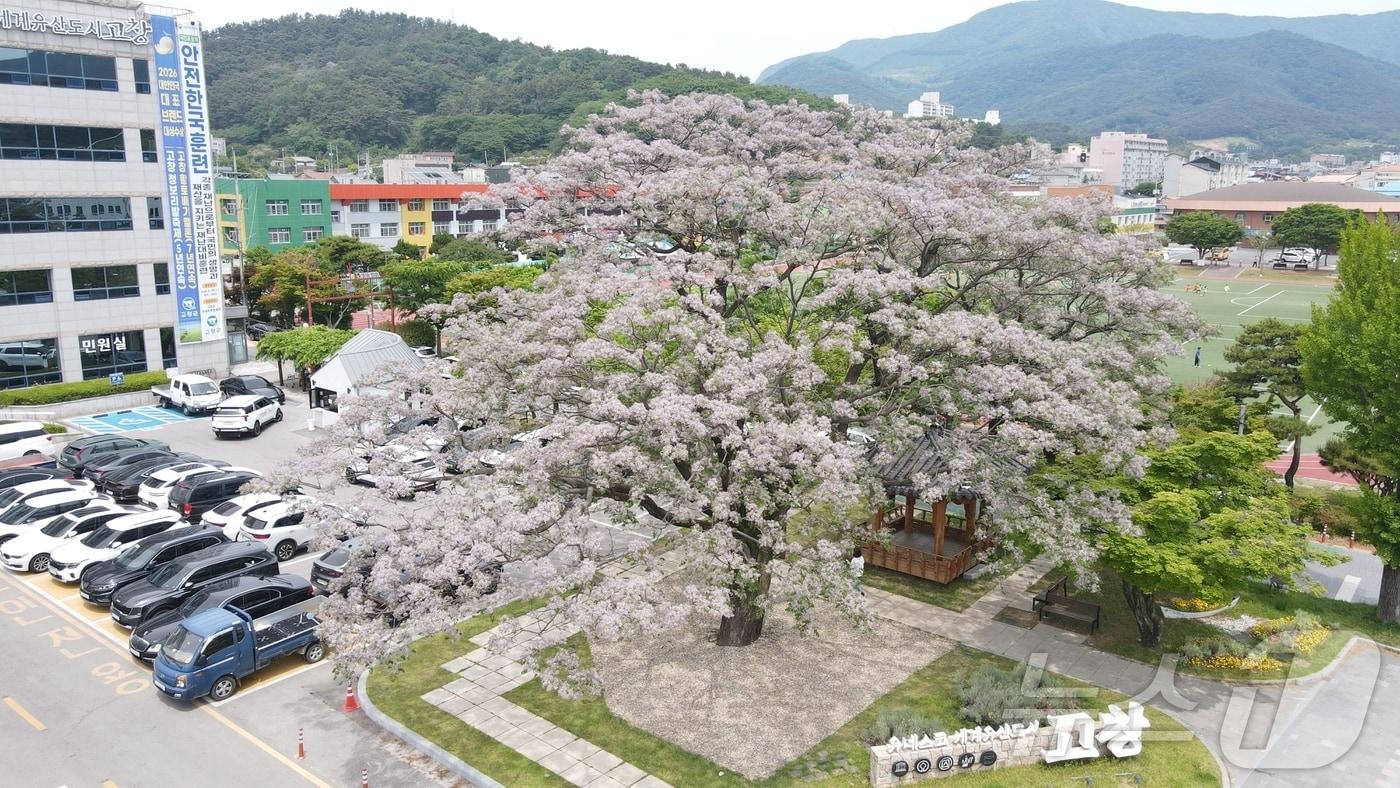 본문 이미지 - 고창 교촌리 멀구슬나무(천연기념물 503호)가 만개했다.(고창군 제공. 재판매 및 DB금지) 2026.5.22/뉴스1 
