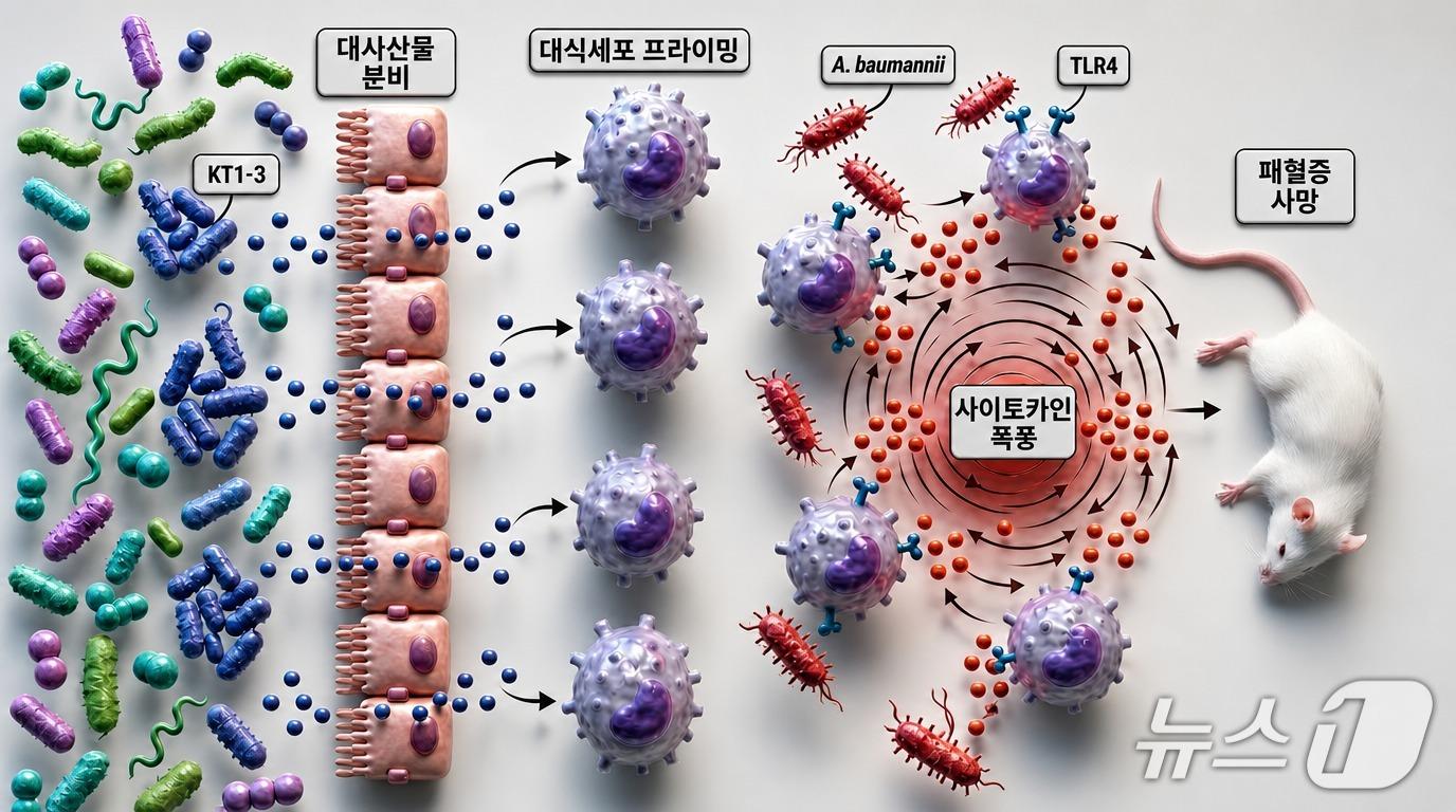 본문 이미지 - 특정 장내 미생물에 의한 치명적 패혈증 유발 기전 설명 그림(한국생명공학연구원 제공) /뉴스1