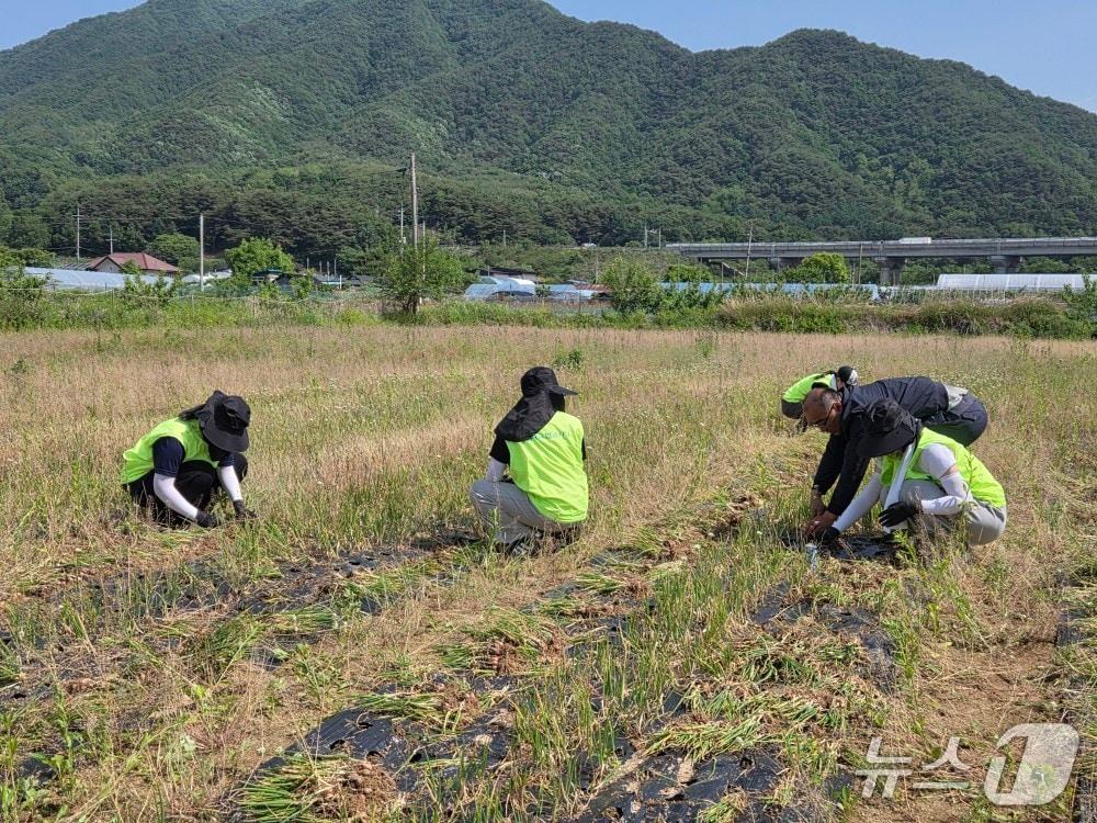 본문 이미지 - 농촌 일손 돕기 봉사활동.(농협 강원본부 제공. 재판매 및 DB금지)/뉴스1