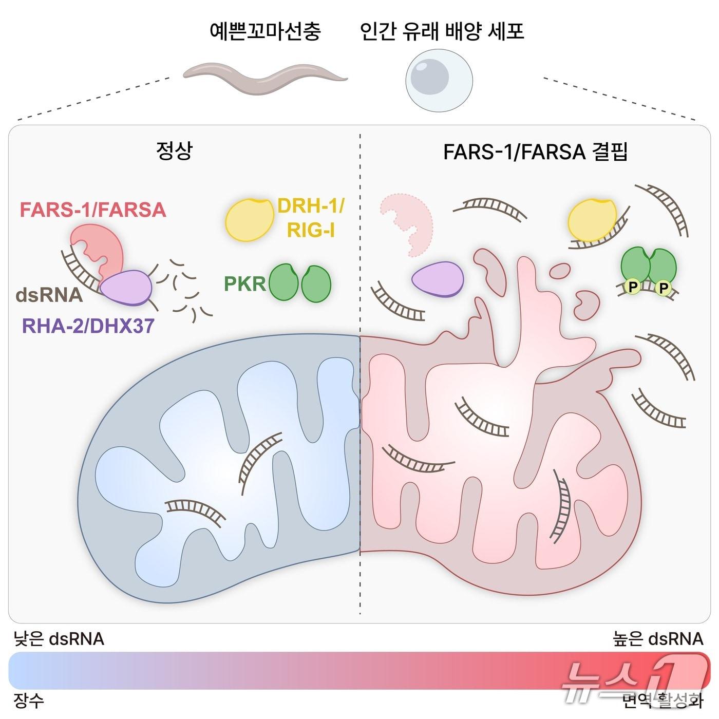 본문 이미지 - FARSA의 dsRNA 조절을 통한 면역-장수 균형 유지 역할 설명 그림(KAIST 손주연 연수연구원 제공) /뉴스1