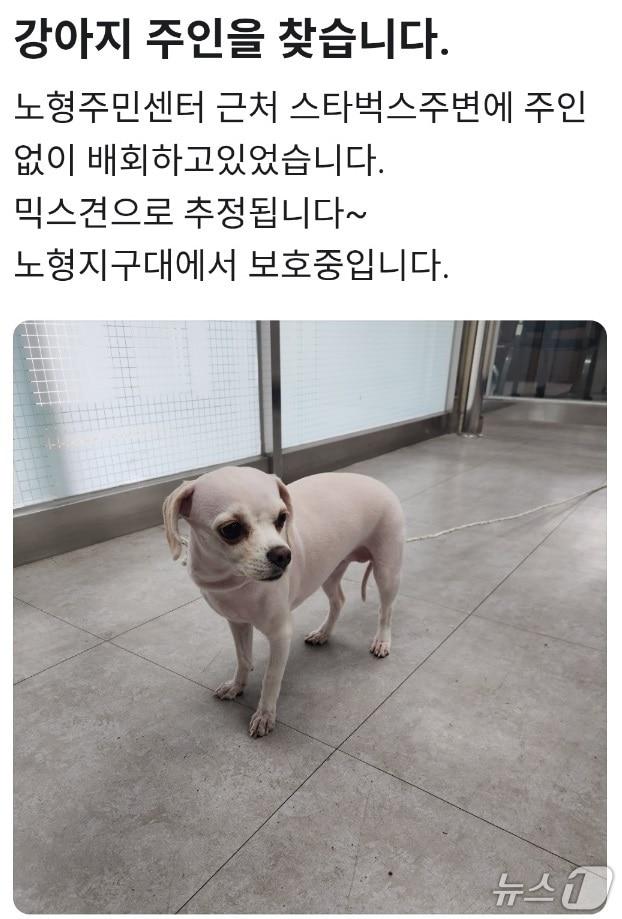 본문 이미지 - 경찰이 견주를 찾으려고 당근마켓에 게시한 글(제주경찰청 제공. 재판매 및 DB금지)