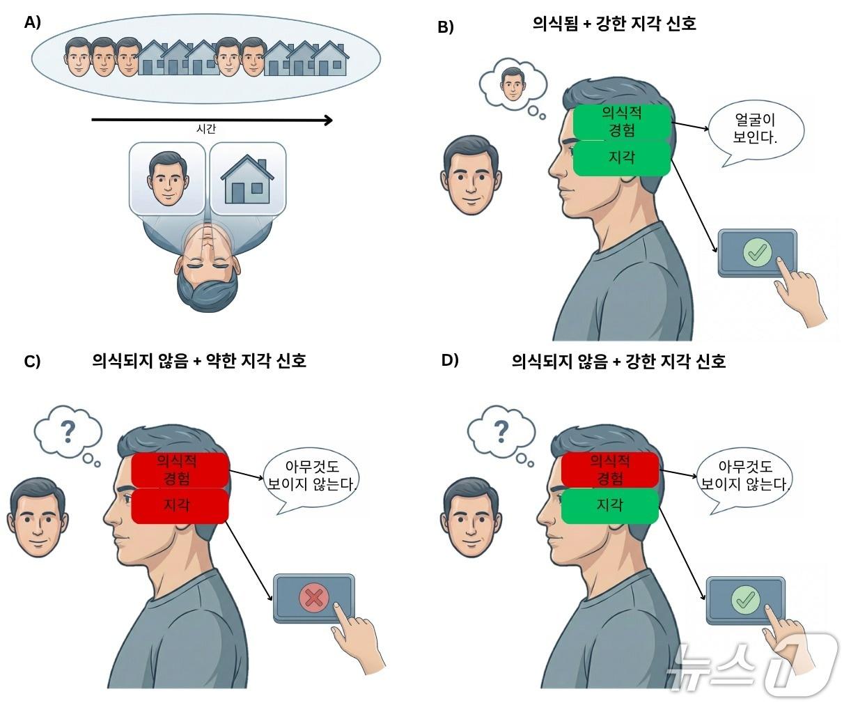 본문 이미지 - 의식 연구에서 '지각'과 '의식적 경험'이 혼동될 수 있음을 보여주는 모식도(IBS 제공) /뉴스1
