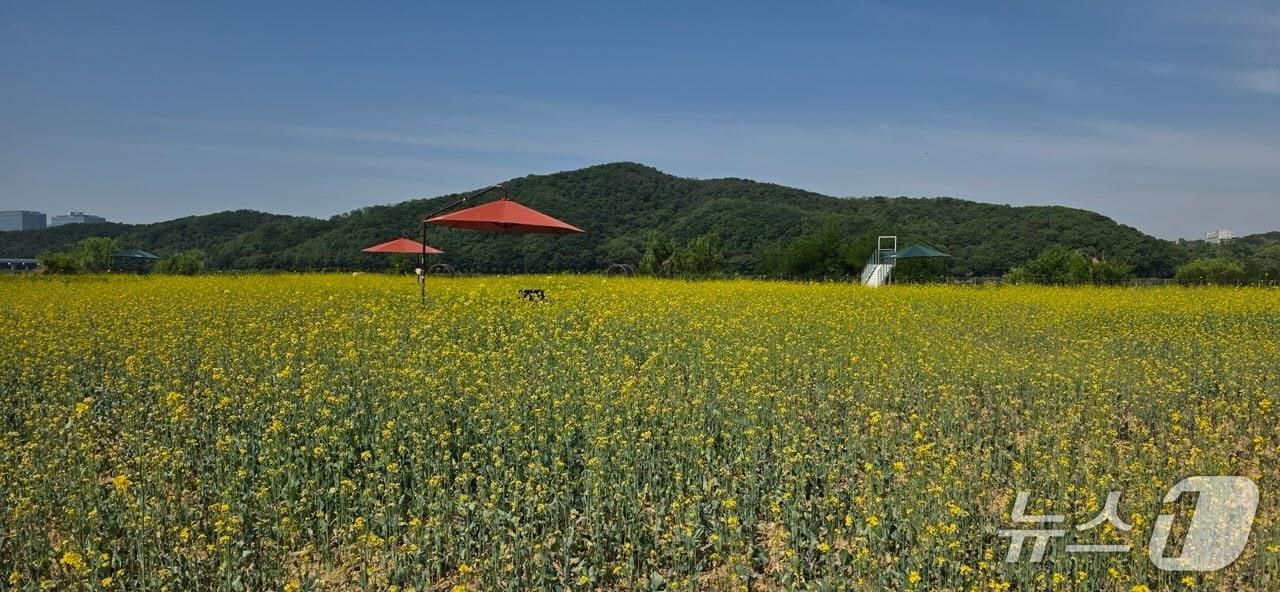본문 이미지 - 용인 기흥호수공원 유채꽃 단지 전경.(용인시 제공)
