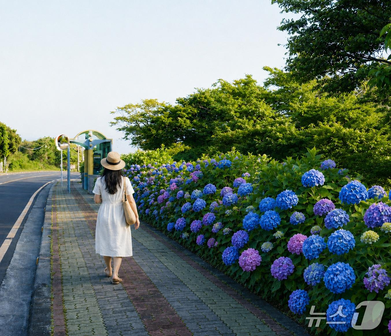 본문 이미지 - 제주 서귀포시 안덕면 수국길.(제주관광공사 제공. 재판매 및 DB 금지)