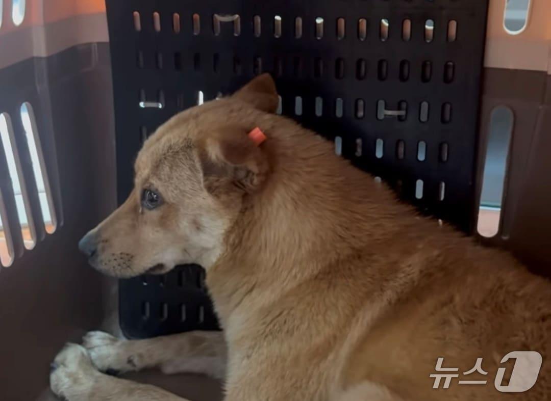 본문 이미지 - 귀에 표식을 한 떠돌이개(동물구조119 인스타그램) ⓒ 뉴스1