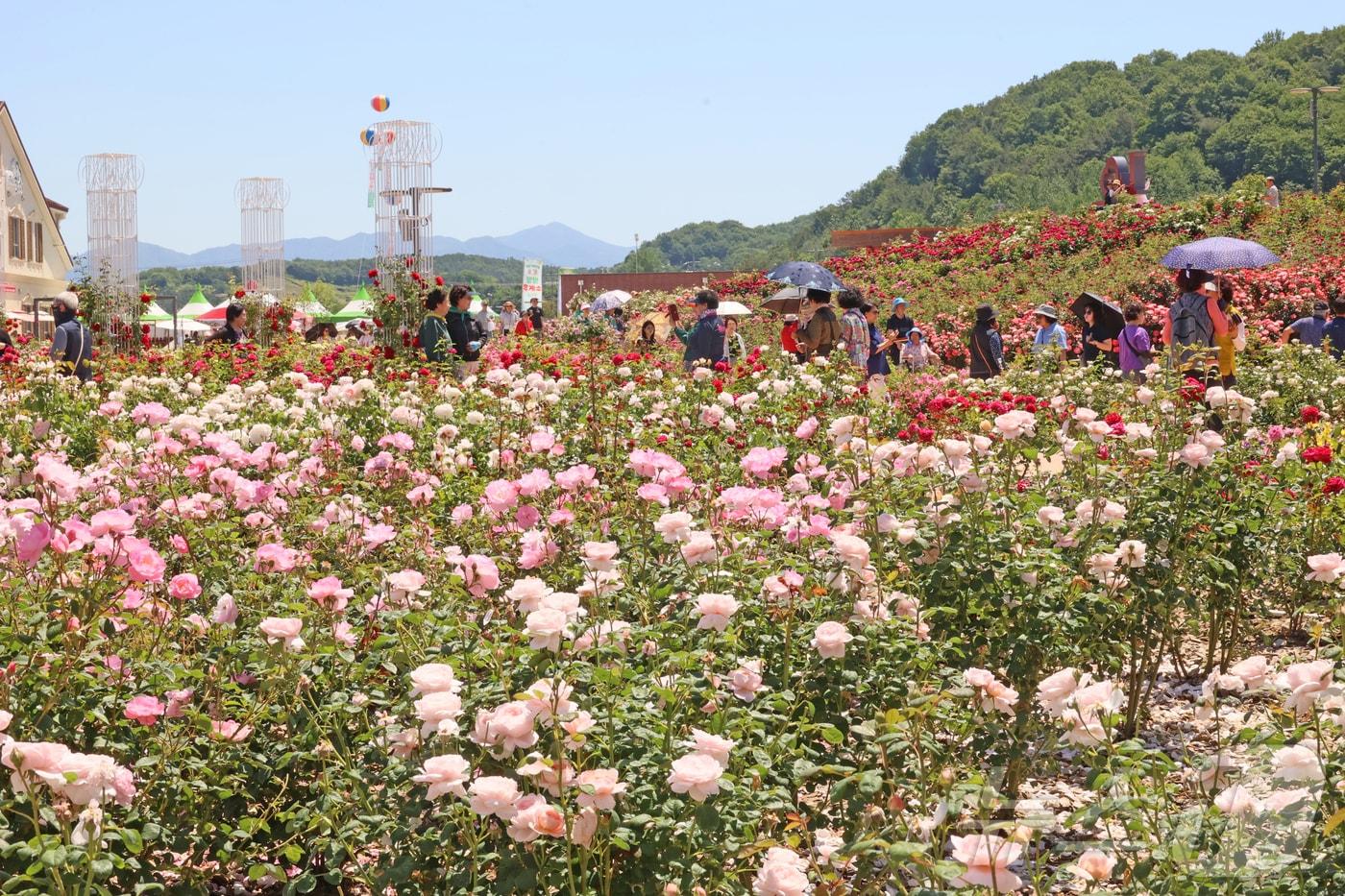 본문 이미지 - 30일 전북 임실군 치즈테마파크 장미원에 장미꽃이 형형색색 장미꽃이 활짝 만개했다.(임실군제공, 재판매 및 DB금지)2026.5.30 ⓒ 뉴스1