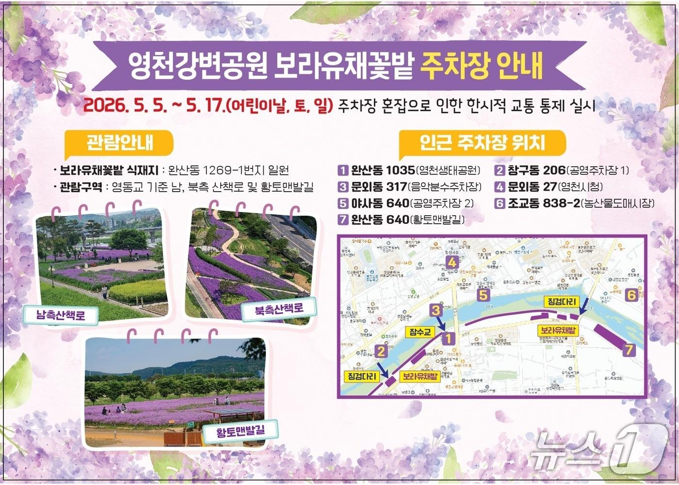 본문 이미지 - 영천시 보라유채꽃밭 이벤트 팜플릿/뉴스1