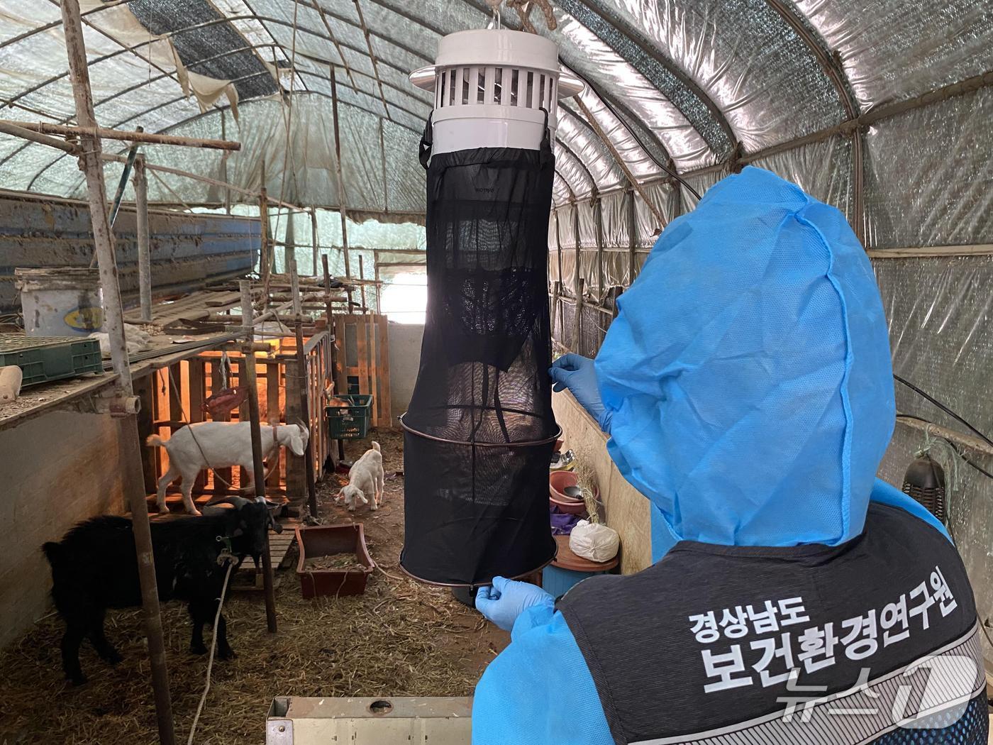 본문 이미지 - 경남도 보건환경연구원이 진주시 호탄동의 정기 감시 축사에서 일본뇌염 매개 모기를 채집하고 있다.(경남도 제공. 재판매 및 DB금지)