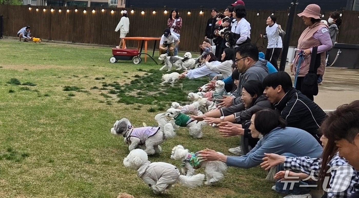 본문 이미지 - 지난 3일 경기 고양 봉산포레에서 열린 라라동물의료원 개린이날 행사에서 반려견들이 달리기 대회에 참가하고 있다. ⓒ 뉴스1 한송아 기자