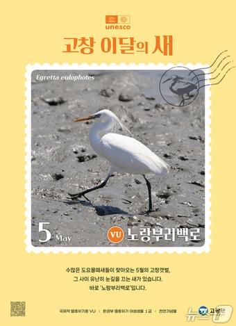 본문 이미지 - 전북 고창군이 5월 이달의 새로 노랑부리백로를 선정했다.(고창군 제공. 재판매 및 DB금지)