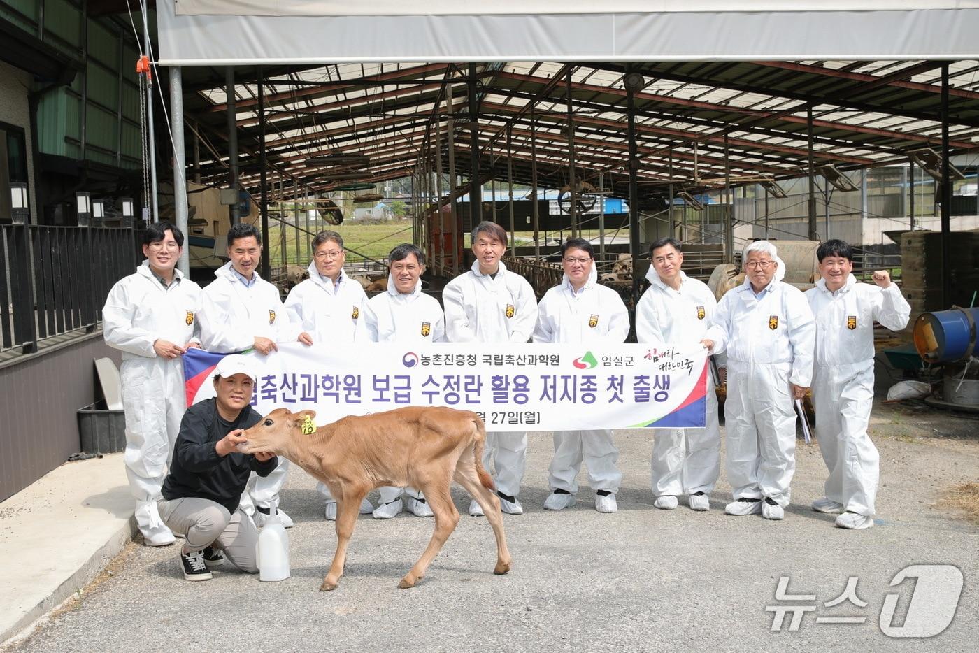 본문 이미지 - 전북 임실군의 저지종(Jersey) 수정란 이식 사업 결실로 최근 저지종 송아지 3두가 처음으로 태어났다.(임실군제공, 재판매 및 DB금지)2026.5.6/뉴스1