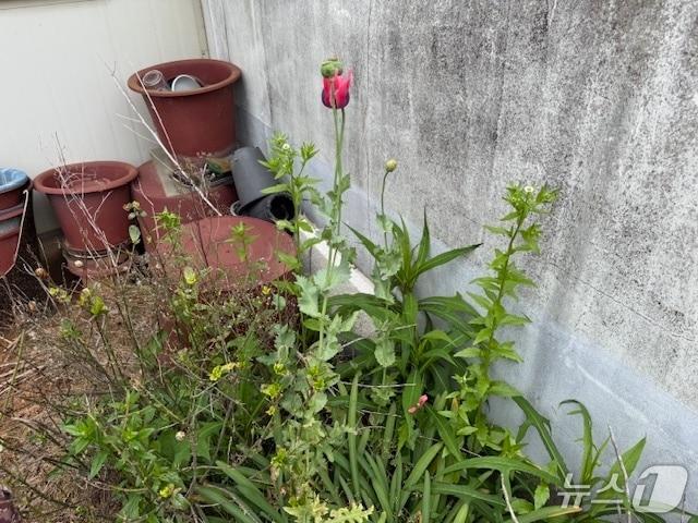 본문 이미지 - 양귀비 사진.(고창군 제공. 재판매 및 DB금지)