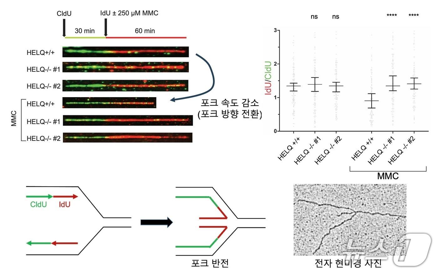 본문 이미지 - HELQ가 DNA 손상 상황에서 복제 속도를 늦추고 방향을 바꾸도록 돕는 모습을 보여주는 그림(IBS 제공) /뉴스1