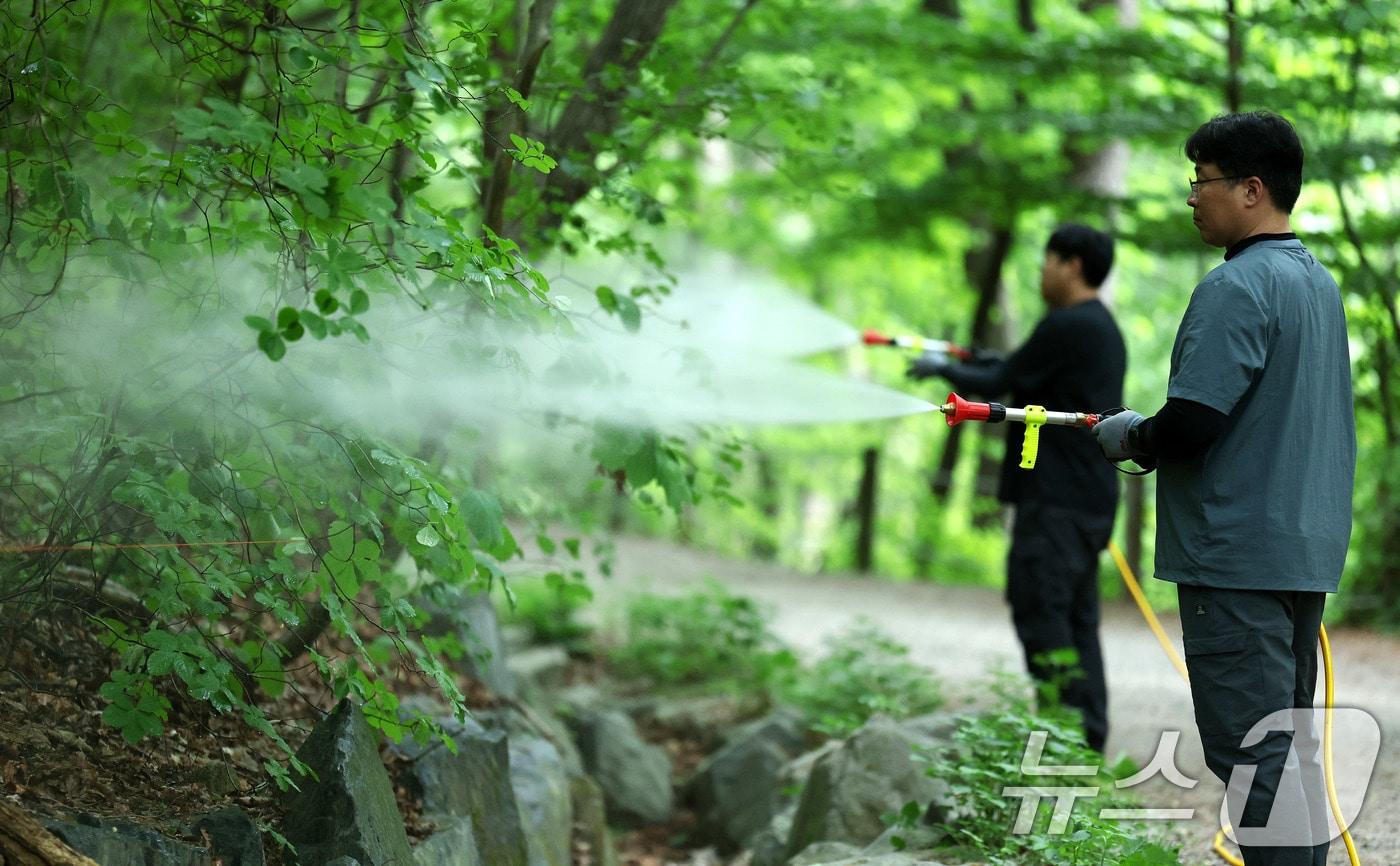 본문 이미지 - 7일 서울 노원구 삼육대학교에서 서울시 관계자들이 러브버그(붉은등우단털파리) 확산을 막기 위해 BTI 미생물 방제제를 살포한 뒤 물을 뿌리고 있다. 이번에 사용된 'BTI(Bacillus thuringiensis israelensis)'는 특정 곤충 유충에만 작용하는 친환경 미생물 제제로 알려져 있다. 2026.5.7 ⓒ 뉴스1 박지혜 기자