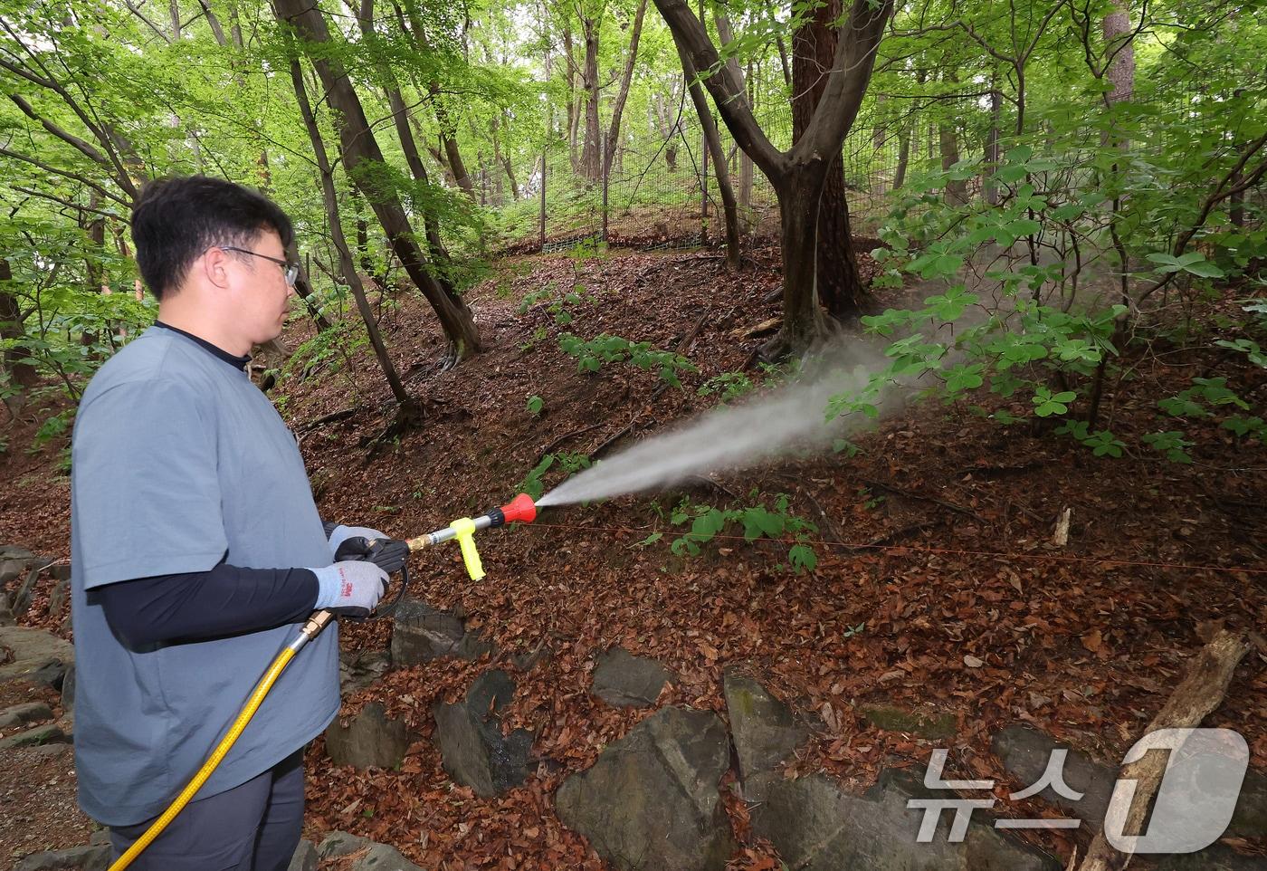 본문 이미지 - 7일 서울 노원구 삼육대학교에서 서울시 관계자들이 러브버그(붉은등우단털파리) 확산을 막기 위해 BTI 미생물 방제제를 살포한 뒤 물을 뿌리고 있다. 2026.5.7 ⓒ 뉴스1 박지혜 기자