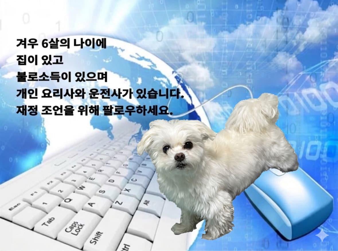 본문 이미지 - 전업 강아지 대표 '뭉뭉이'(인스타그램 moong.x2 제공) ⓒ 뉴스1