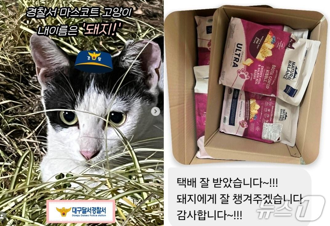 본문 이미지 - 대구달서경찰서 마스코트 돼지(왼쪽 달서경찰서 인스타그램, 오늘쪽 대구고양이보호연대 제공) ⓒ 뉴스1