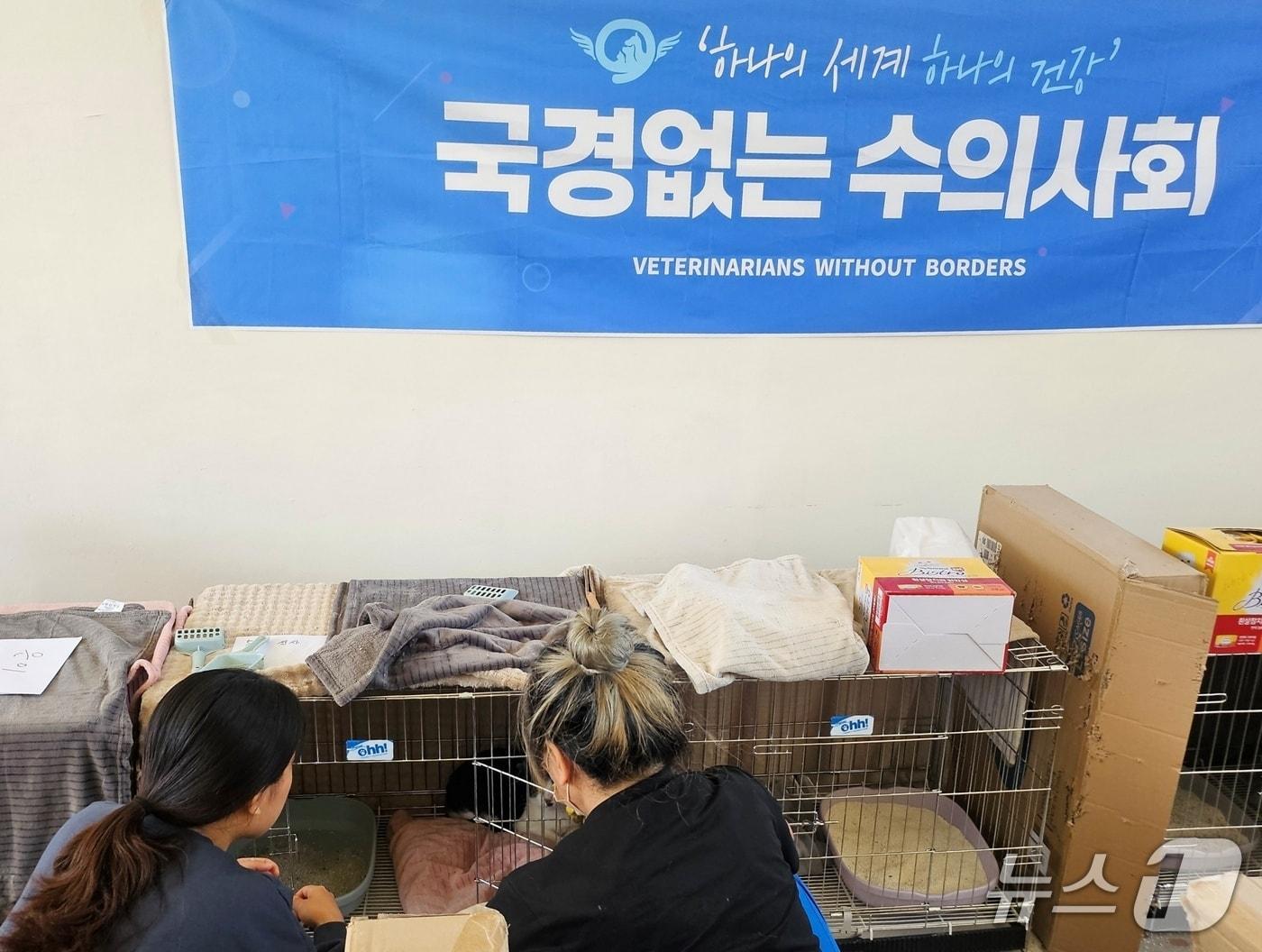 본문 이미지 - 국경없는 수의사회는 5일 부산 재개발 지역 고양이들을 위해 예방접종 봉사를 진행했다(수의사회 제공). ⓒ 뉴스1