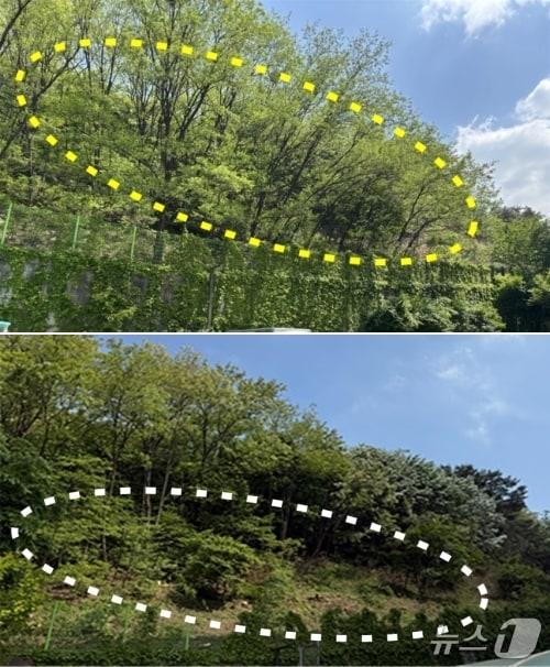 본문 이미지 - 위험 수목 제거 전후.(동작구 제공)