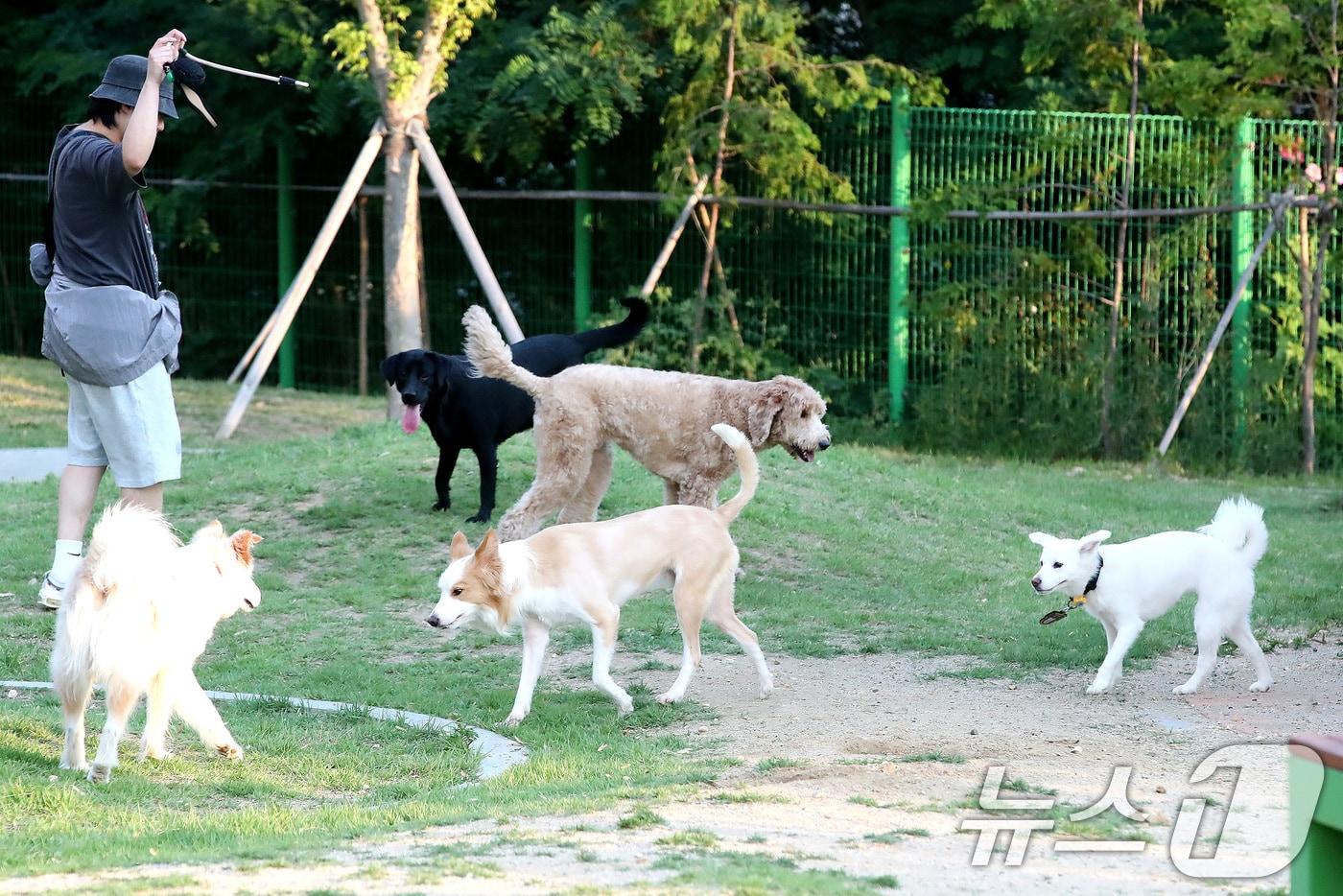 본문 이미지 - 지난 9일 오후 대구 달서구 장동 달서반려견놀이터를 찾은 반려견이 술래잡기하듯 운동장을 뛰어다니고 있다. ⓒ 뉴스1 공정식 기자