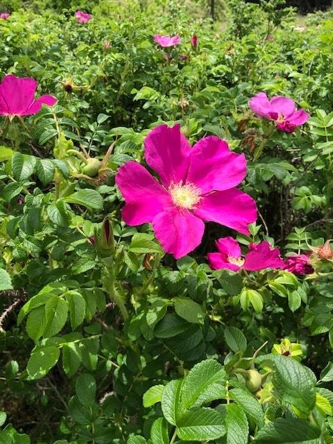 본문 이미지 - 해변에 자생 중인 해당화(국립해양생물자원관 제공. 재판매 및 DB금지)/뉴스1