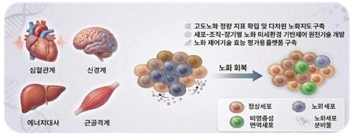 본문 이미지 - 과학기술정보통신부의 생체노화 리프로그래밍 원천기술개발사업 개념도.(과기정통부 제공)