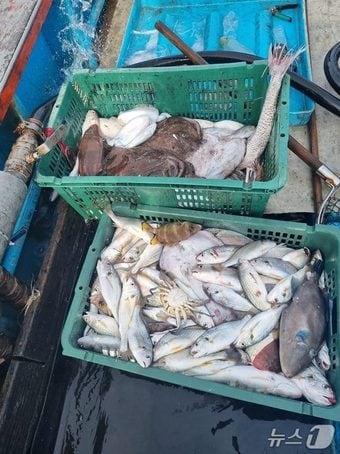 본문 이미지 - 9일 오전 7시 43분께 군산시 옥도면 말도 남서방 약 4해리 해상에서 적발된 불법 조업 어선에서 어획물 60㎏가량이 발견됐다.(군산해경 제공. 재판매 및 DB금지)