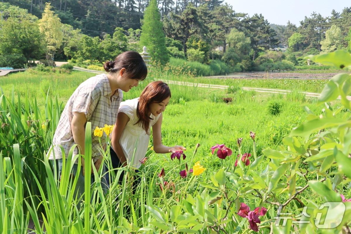 본문 이미지 - 천리포수목원을 찾은 탐방객들이 연못 주변에 핀 꽃창포를 감상하고 있다.(수목원 제공. 재판매 및 DB금지)2026.6.11/뉴스1