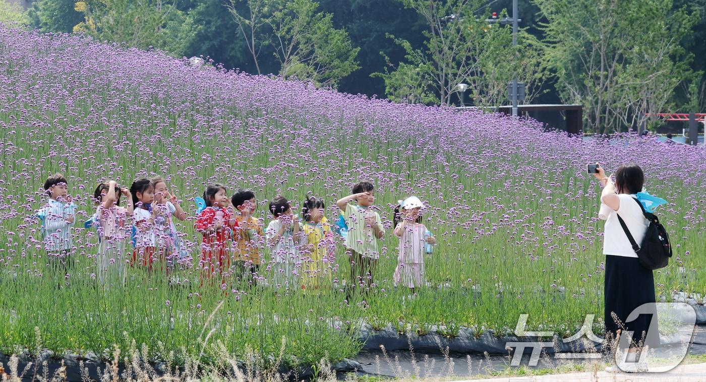 본문 이미지 - 화창한 날씨를 보인 11일 경기 평택시 모산공원에 보랏빛 버들마편초가 활짝 펴 시민들의 눈길을 사로잡고 있다. 2026.6.11 ⓒ 뉴스1 김영운 기자