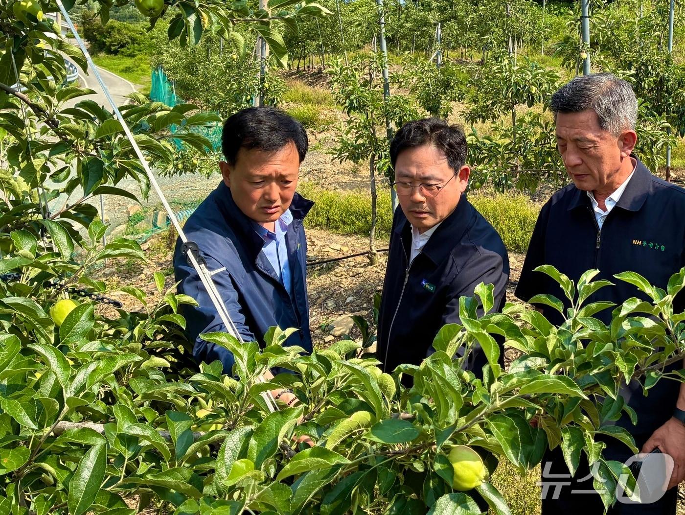 본문 이미지 - 우박 피해 농가 현장 점검.(충북농협 제공. 재판매 및 DB금지)/뉴스1
