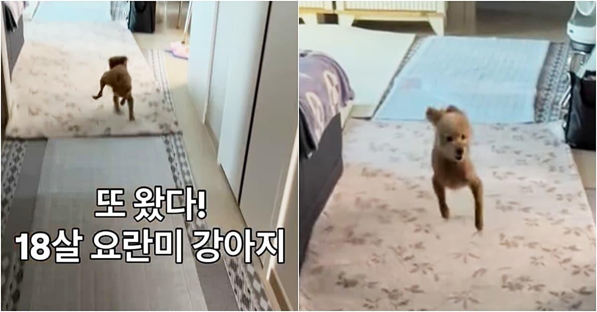 본문 이미지 - 고라니처럼 뛰는 18살 푸들 행복이(인스타그램 eeyah_o 제공) ⓒ 뉴스1