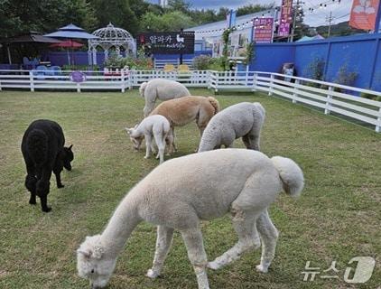 본문 이미지 - 강원 평창군 봉평면의 한 알파카 농장 자료 사진. (해당 농가 측 제공. 재판매 및 DB금지) 2026.6.14/뉴스1