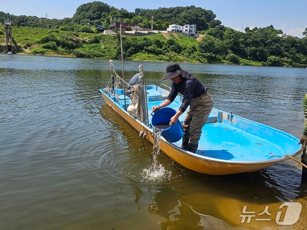 본문 이미지 - 지난 12일 파주시 적성면 임진강에서 어민이 뱀장어 치어를 방류하고 있다. (파주시 제공, 재판매 및 DB금지)
