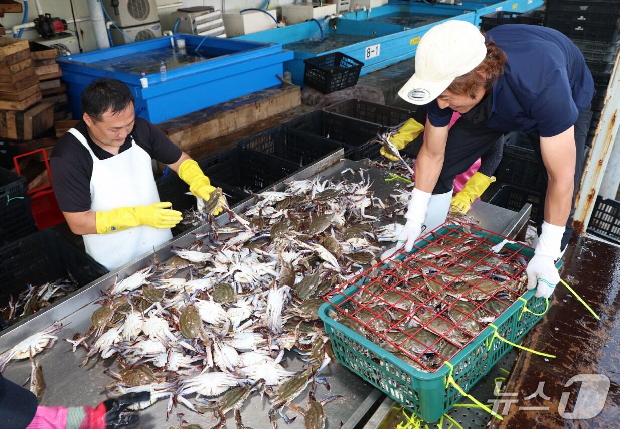 본문 이미지 - 안면도 백사장항에서 갓 잡아 올린 꽃게를 선별하고 있다.(태안군 제공. 재판매 및 DB금지)2026.6.15/뉴스1
