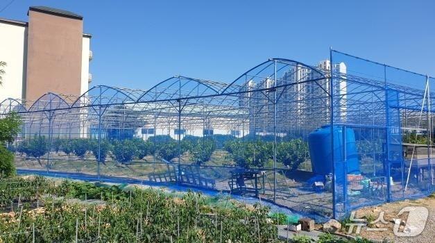 본문 이미지 - 체리 비가림 시설.(양양군 제공, 재판매 및 DB 금지) 2026.6.15/뉴스1