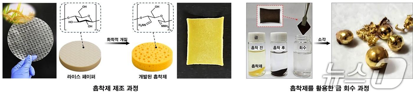본문 이미지 - 라이스 페이퍼 기반 흡착제의 제조 과정 및 이를 활용한 금 회수 과정(이정현 고려대 교수 제공) /뉴스1